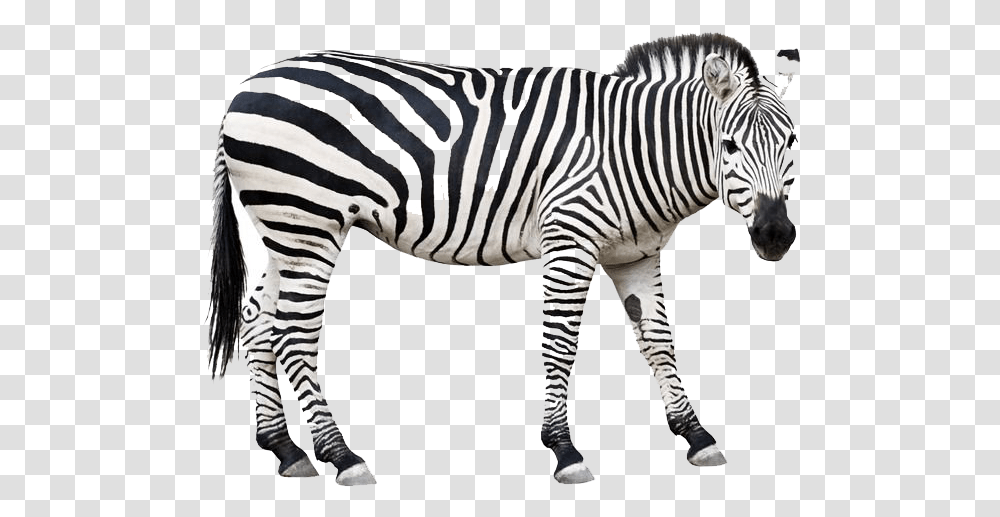 Zebra Download Wild Animals Clipart Black And White, Wildlife, Mammal Transparent Png