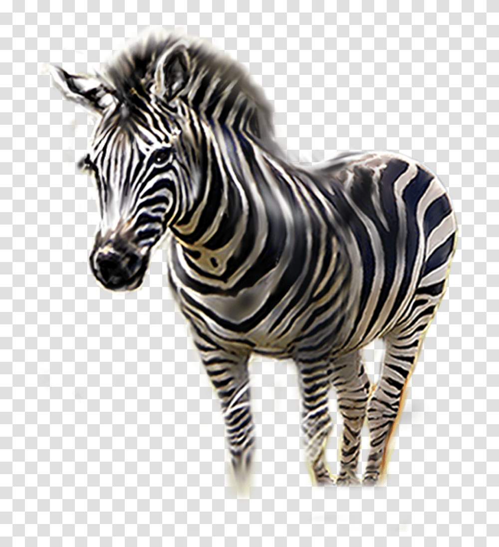 Zebra Download Zebra Head, Wildlife, Mammal, Animal Transparent Png