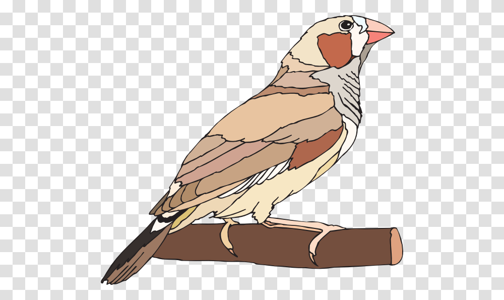 Zebra Finch Clip Art, Bird, Animal, Sparrow, Beak Transparent Png