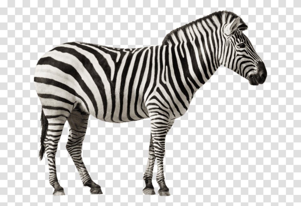 Zebra Free Desktop Background Zebra With White Background, Wildlife, Mammal, Animal Transparent Png