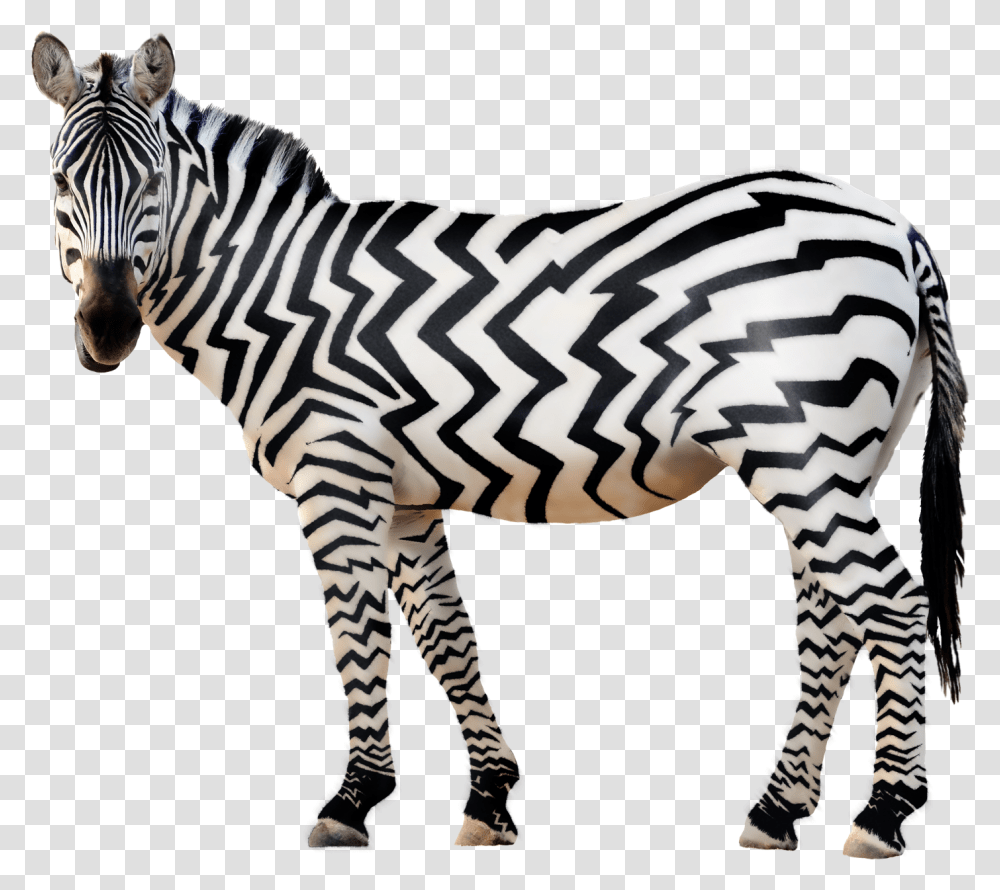 Zebra Free Download Zebra, Wildlife, Mammal, Animal, Tarmac Transparent Png