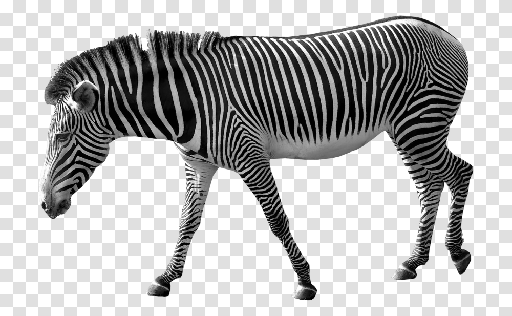 Zebra Free, Wildlife, Mammal, Animal Transparent Png