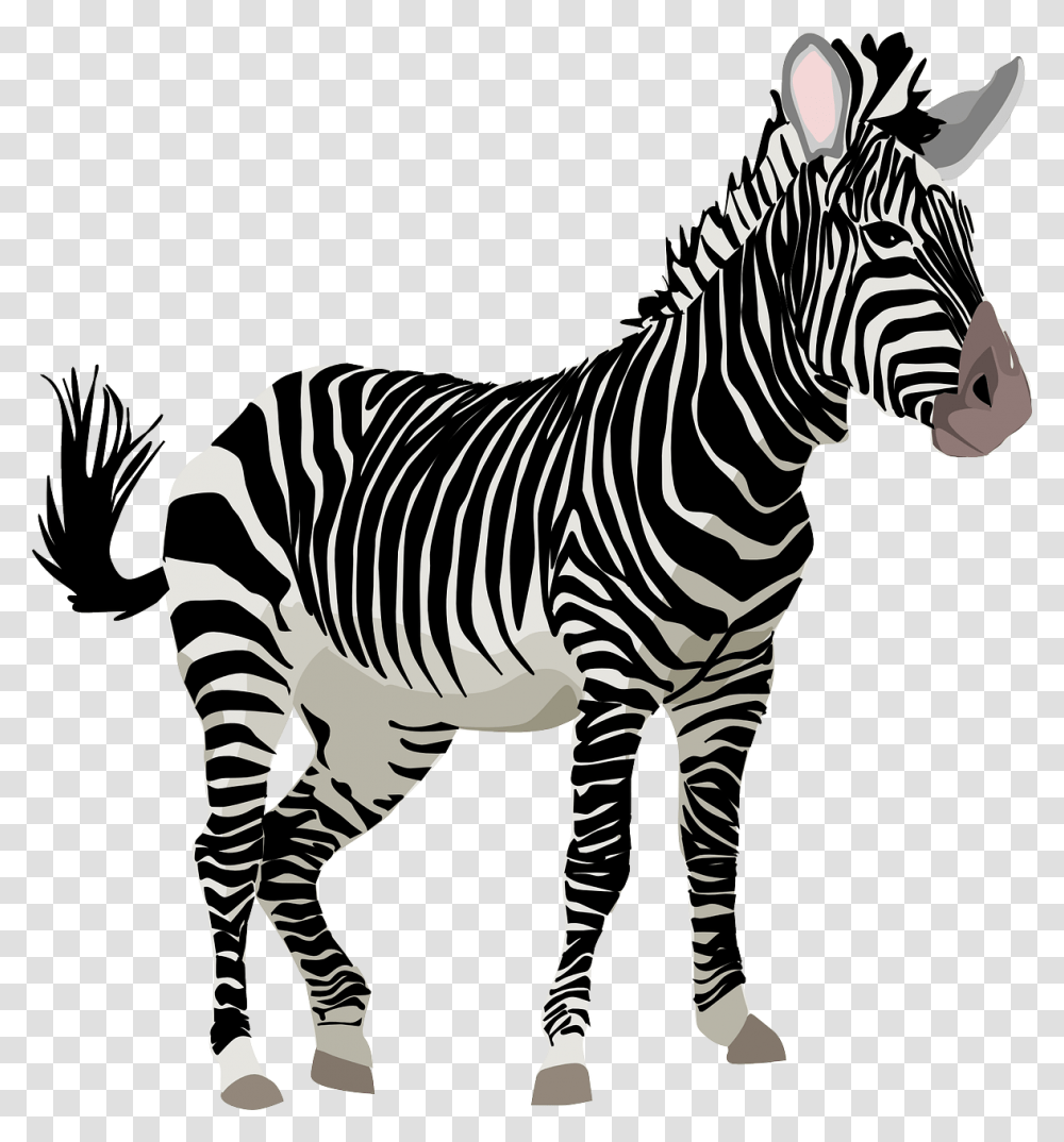 Zebra Frica Animal Safari Jardim Zoolgico Zebra, Wildlife, Mammal, Stencil, Tarmac Transparent Png