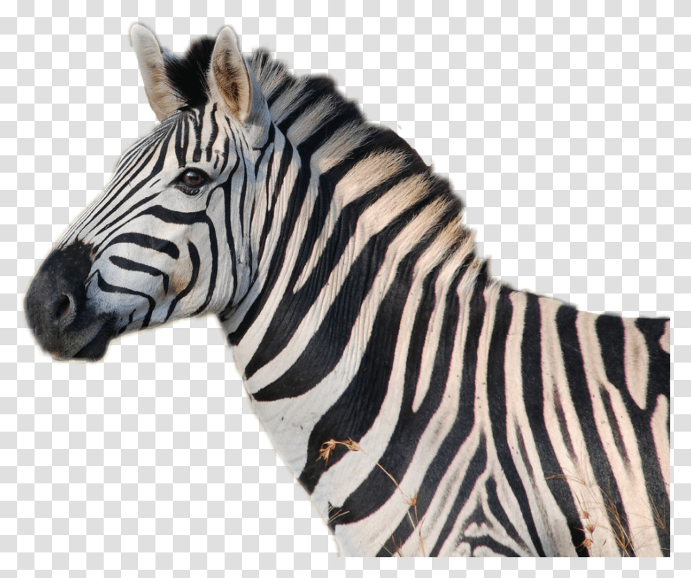 Zebra Head Do Zebras Sound Like, Wildlife, Mammal, Animal Transparent Png