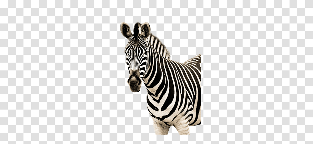 Zebra High Quality Web Icons, Wildlife, Mammal, Animal Transparent Png