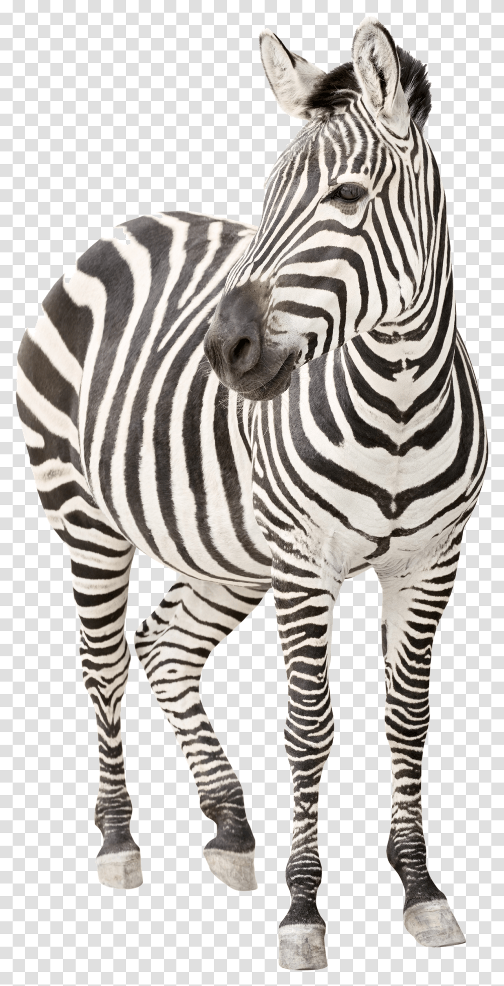 Zebra Image Ehlers Danlos Syndrome, Wildlife, Mammal, Animal Transparent Png
