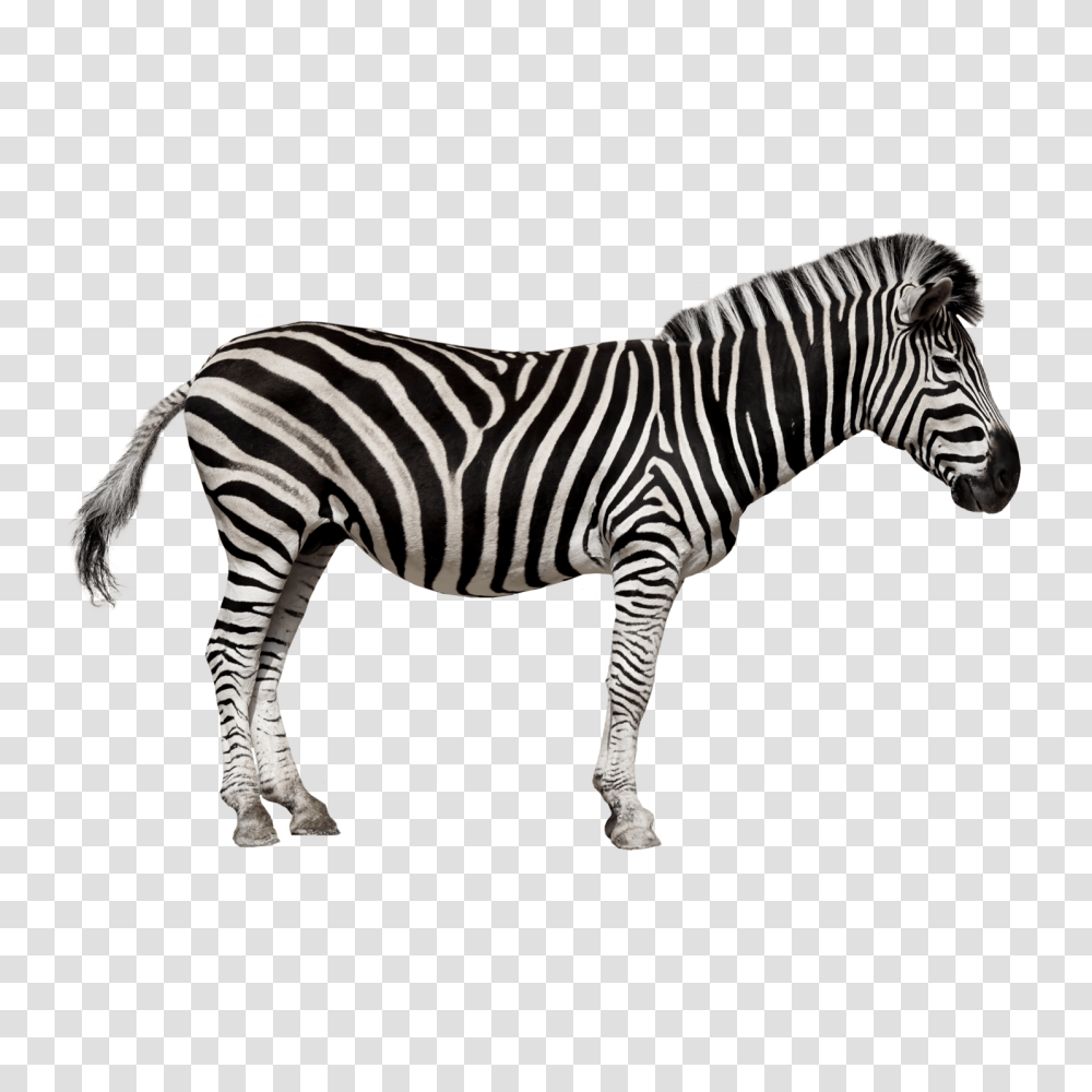 Zebra Image Hd, Wildlife, Mammal, Animal, Tarmac Transparent Png