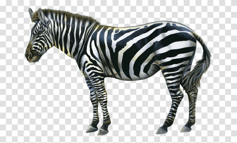 Zebra Image Oracle Card A Change In The Wind, Wildlife, Mammal, Animal Transparent Png