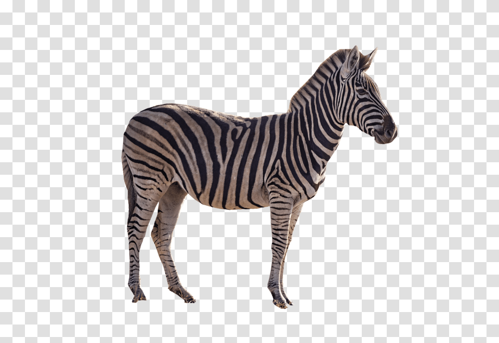 Zebra Image Transparent Png