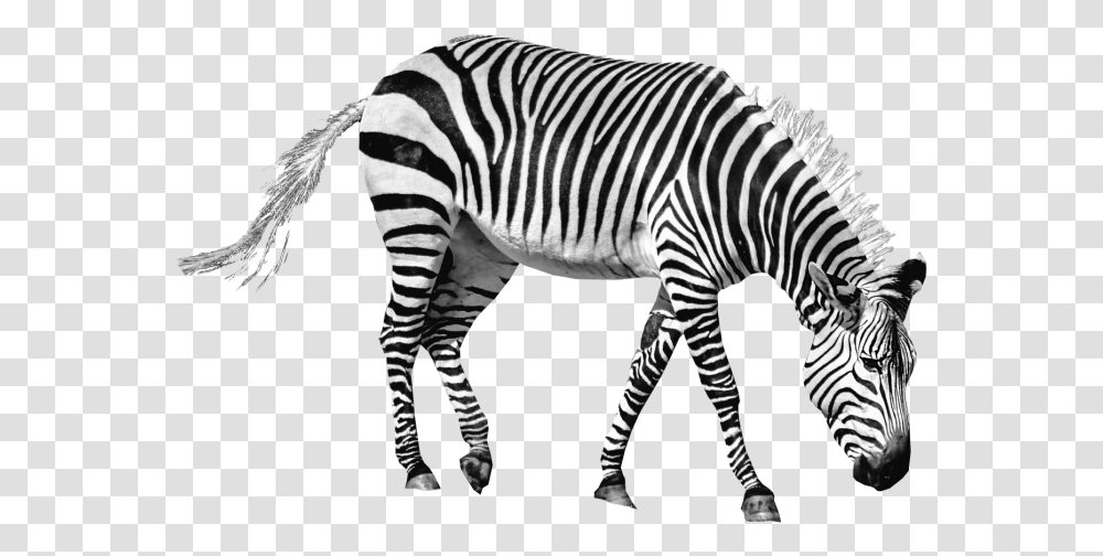 Zebra Image Zebra, Wildlife, Mammal, Animal, Tarmac Transparent Png