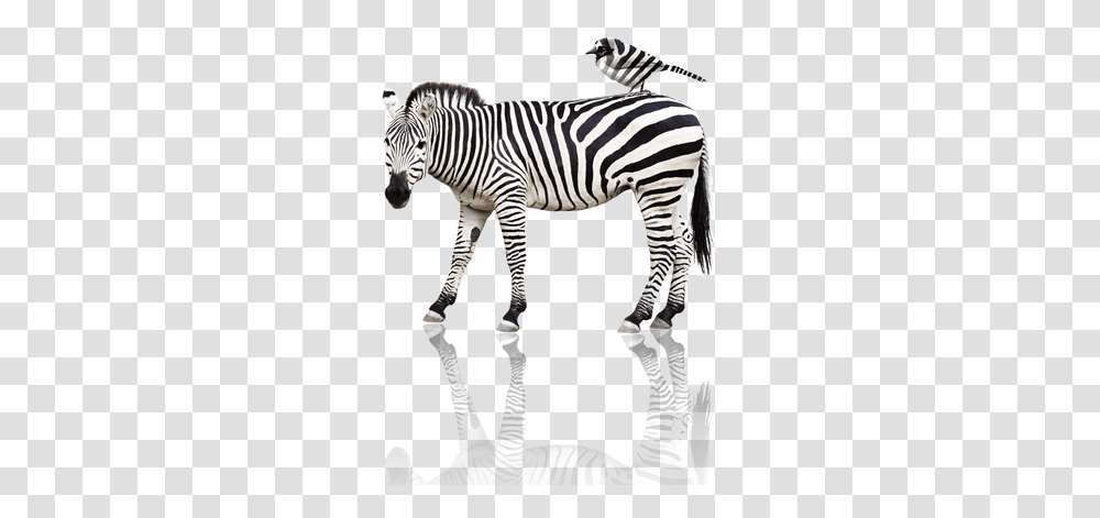 Zebra Images Animals And Their Baby Flashcard, Wildlife, Mammal, Person, Human Transparent Png