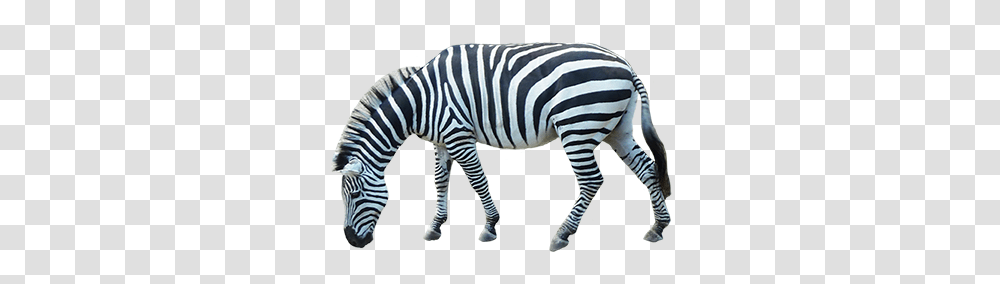 Zebra Images Free Download, Wildlife, Mammal, Animal, Tarmac Transparent Png