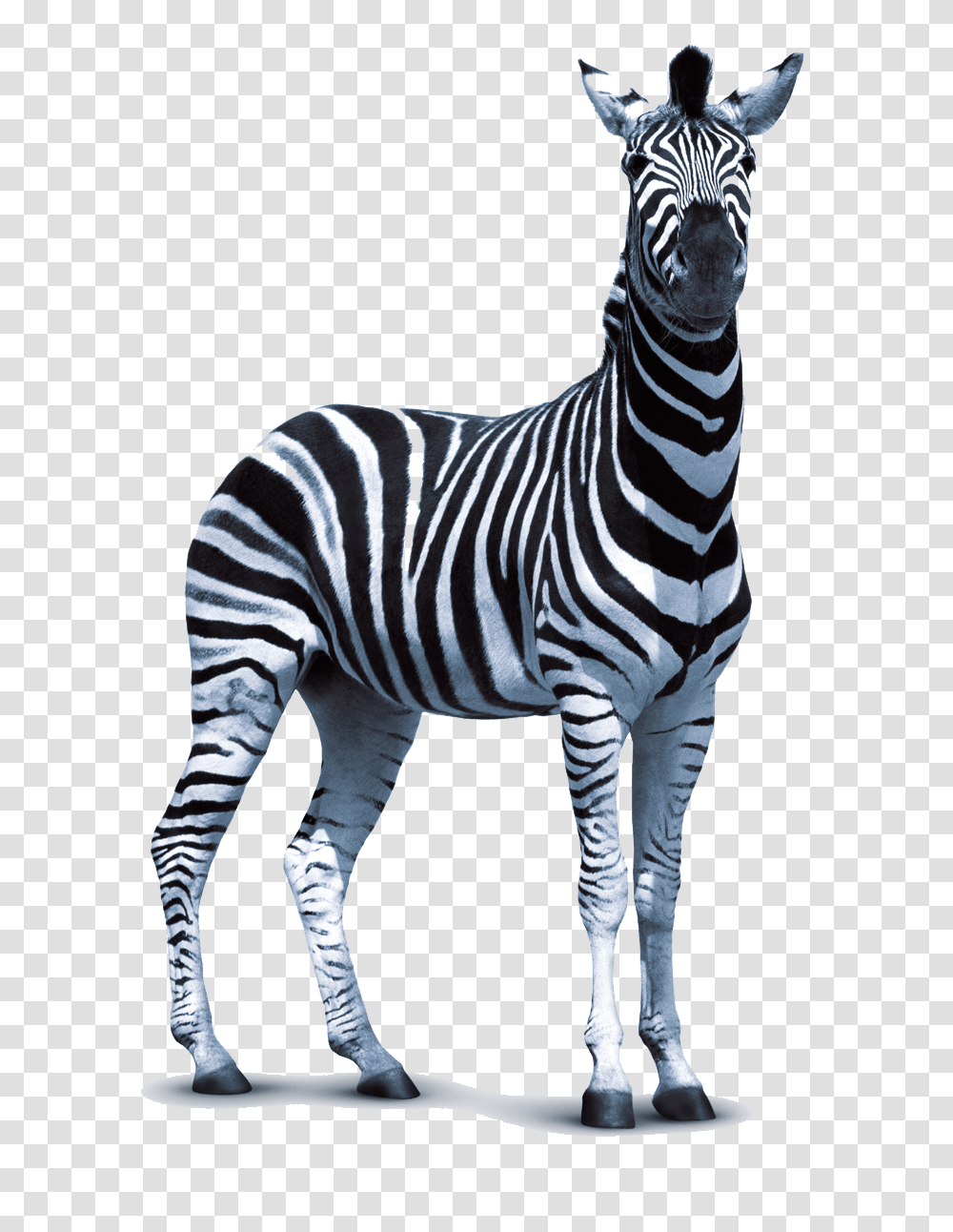 Zebra Images Free Download, Wildlife, Mammal, Animal Transparent Png