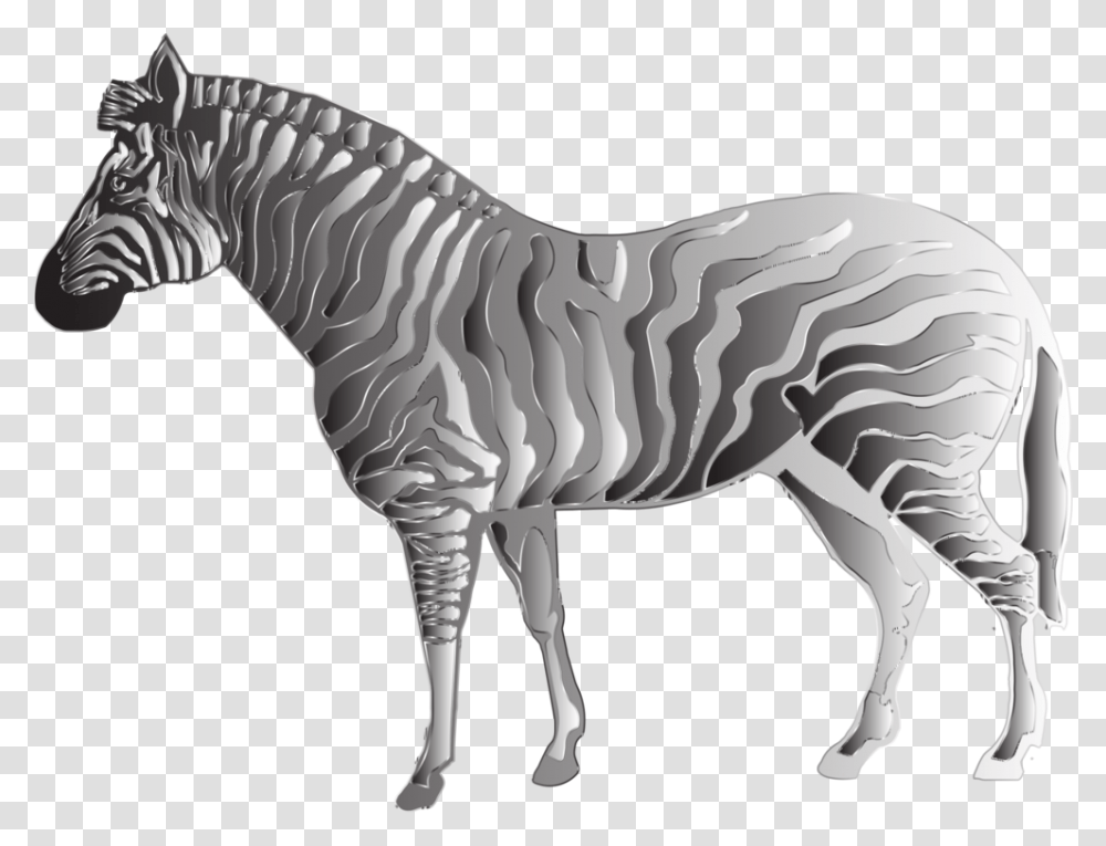 Zebra Images, Mammal, Animal, Wildlife, Horse Transparent Png