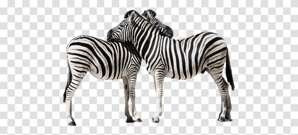 Zebra Images, Wildlife, Mammal, Animal Transparent Png