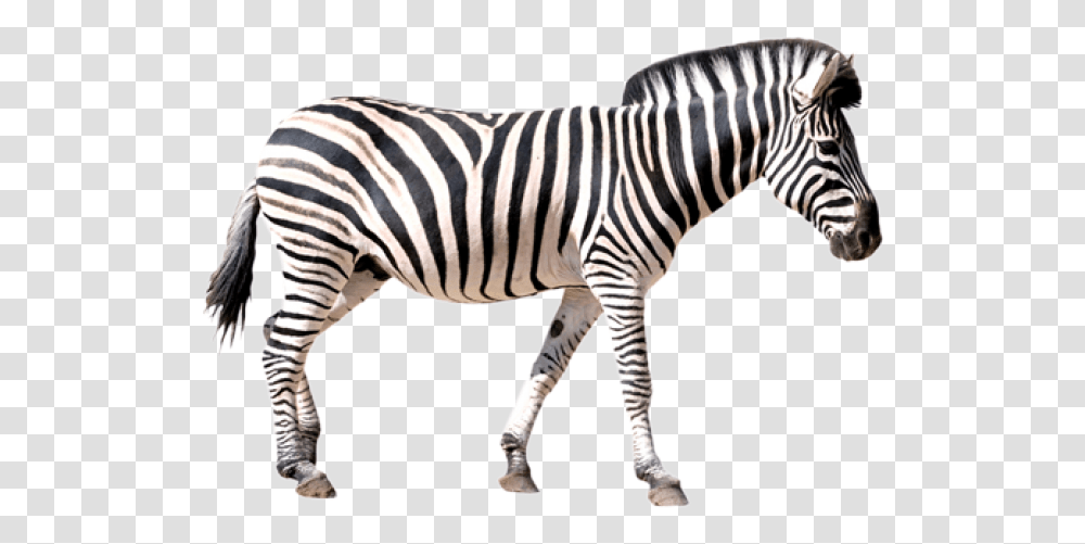 Zebra Images Zebra, Wildlife, Mammal, Animal Transparent Png