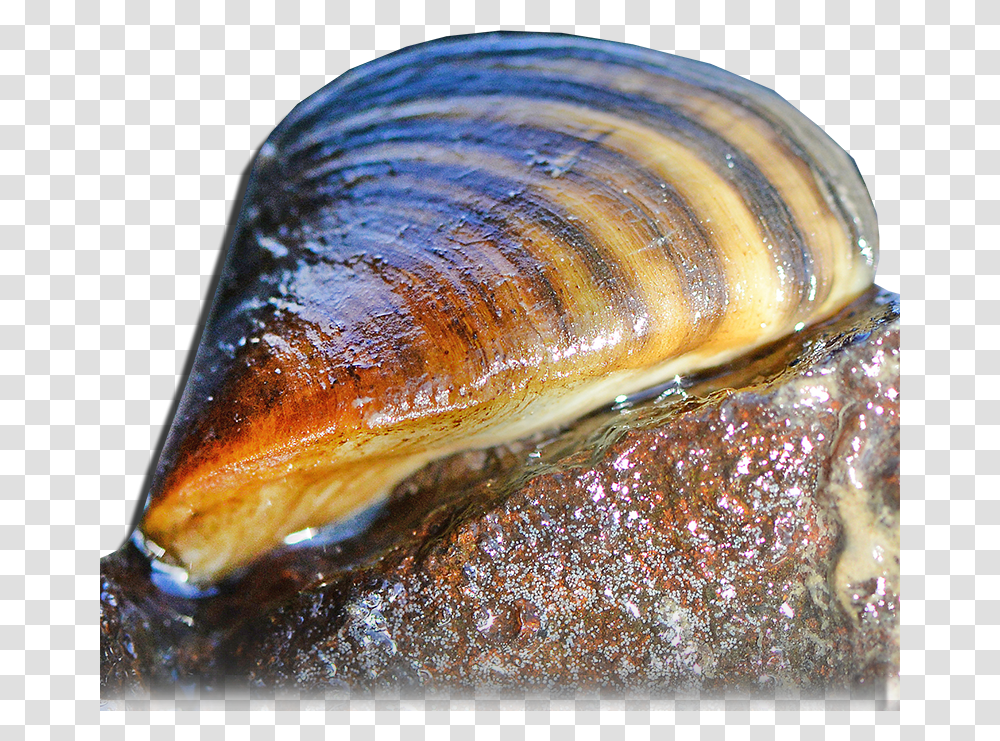 Zebra Mussel Aquatic Nuisances, Clam, Seashell, Invertebrate, Sea Life Transparent Png