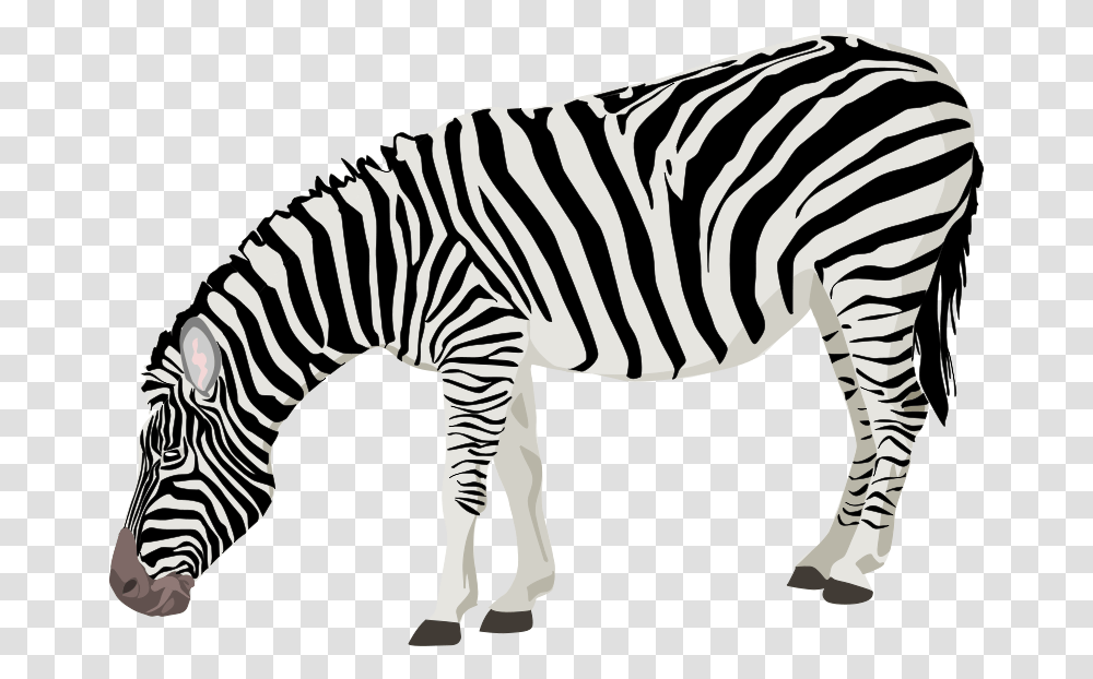 Zebra, Nature, Wildlife, Mammal, Animal Transparent Png