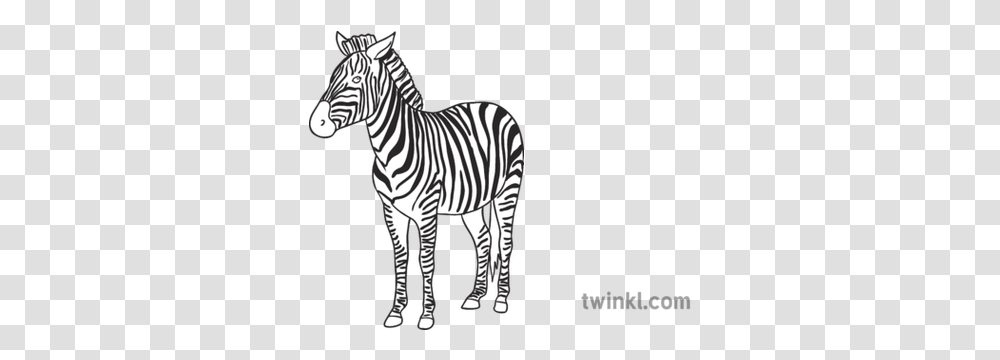 Zebra Open Eyes Animal Ks1 Black And White Rgb Illustration Zebra, Wildlife, Mammal, Road, Tarmac Transparent Png