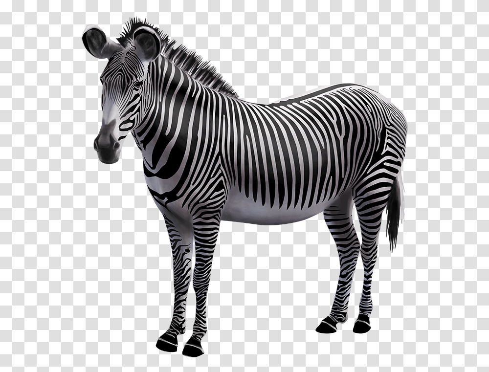 Zebra Photo Background, Wildlife, Mammal, Animal Transparent Png