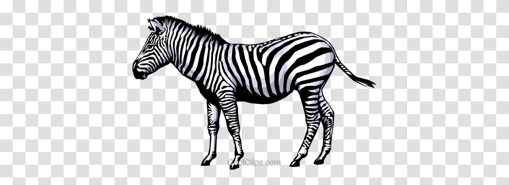 Zebra Royalty Free Vector Clip Art Illustration, Wildlife, Mammal, Animal Transparent Png