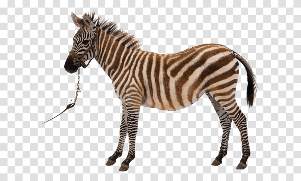 Zebra Silhouette Royalty Free Clip Art Kiss Clipart Download Clipart Elephant Felidae, Wildlife, Mammal, Animal Transparent Png