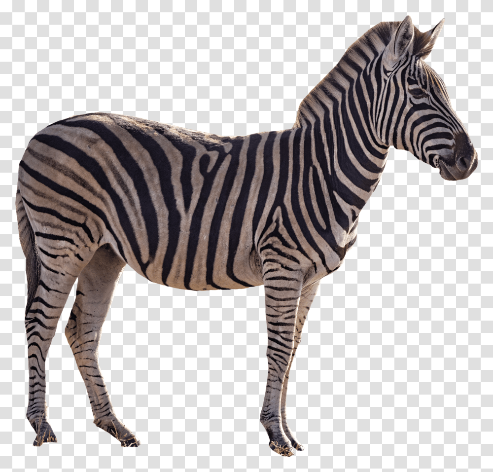 Zebra Transparent Png