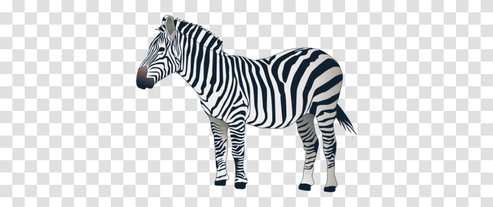 Zebra, Wildlife, Mammal, Animal, Road Transparent Png