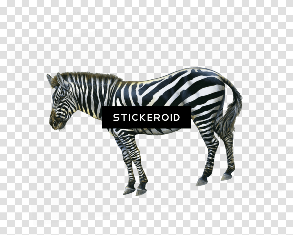 Zebra, Wildlife, Mammal, Animal, Tarmac Transparent Png