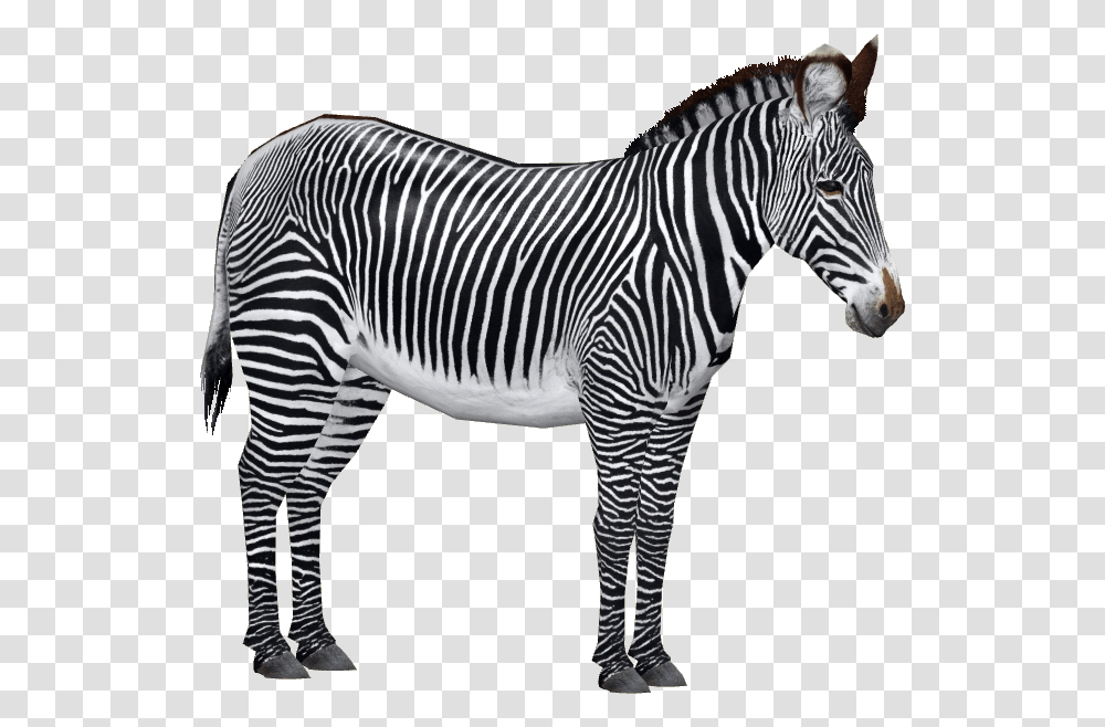 Zebra, Wildlife, Mammal, Animal, Tarmac Transparent Png