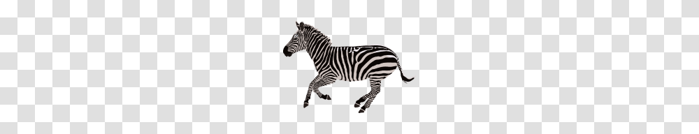 Zebra, Wildlife, Mammal, Animal Transparent Png