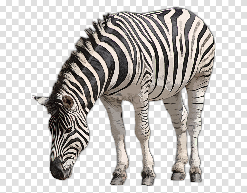 Zebra, Wildlife, Mammal, Animal Transparent Png