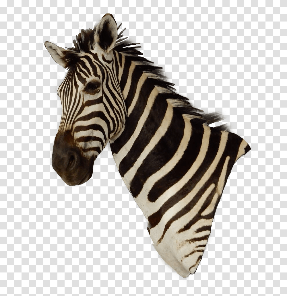 Zebra, Wildlife, Mammal, Animal Transparent Png