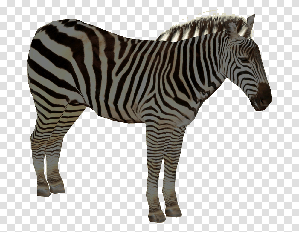 Zebra, Wildlife, Mammal, Animal Transparent Png