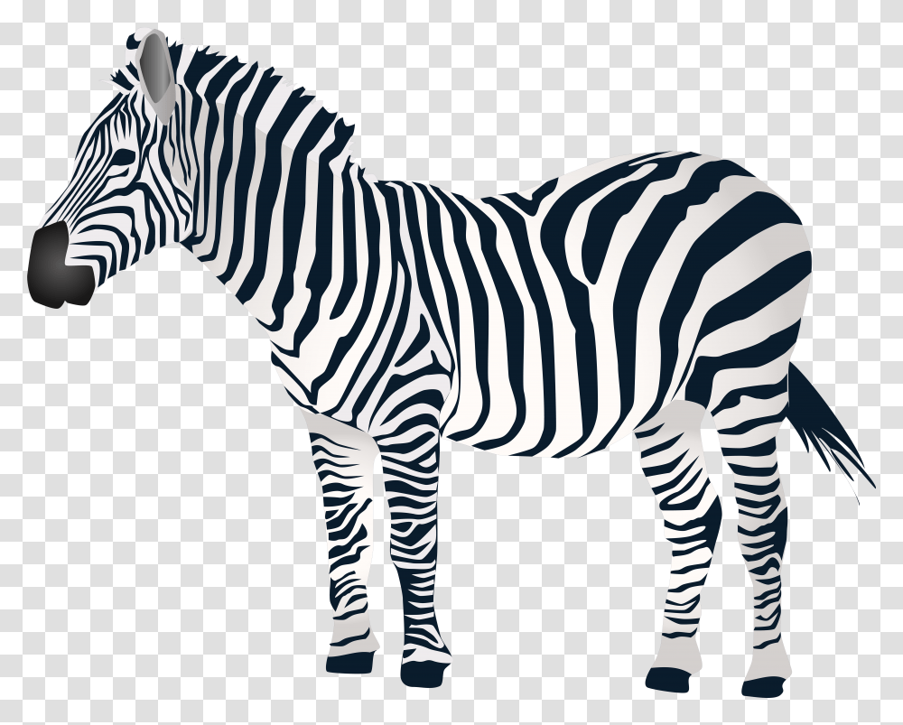Zebra Zebra Images Pngio, Wildlife, Mammal, Animal Transparent Png