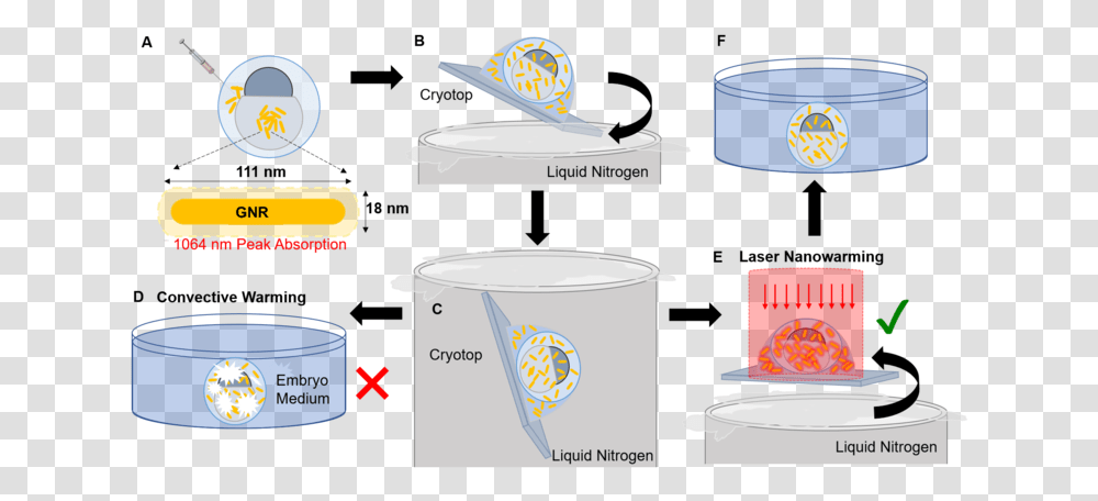 Zebrafish Embryo Cryopreservation And Laser Gnr Rewarming, Cup, Tin, Coffee Cup Transparent Png