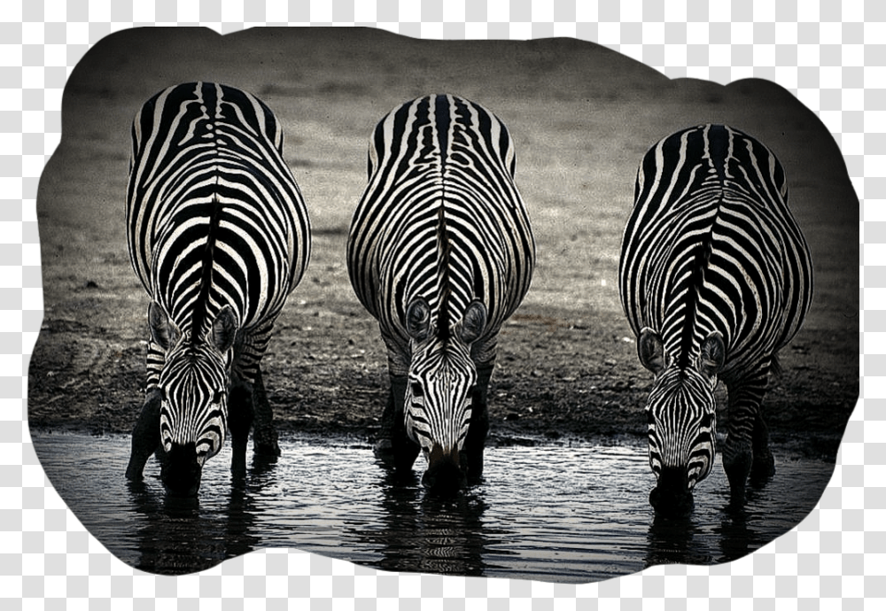 Zebras Zebras Zebrastyle Zebrastripes Zebrahead No Two Zebras Have The Same Stripes, Wildlife, Mammal Transparent Png