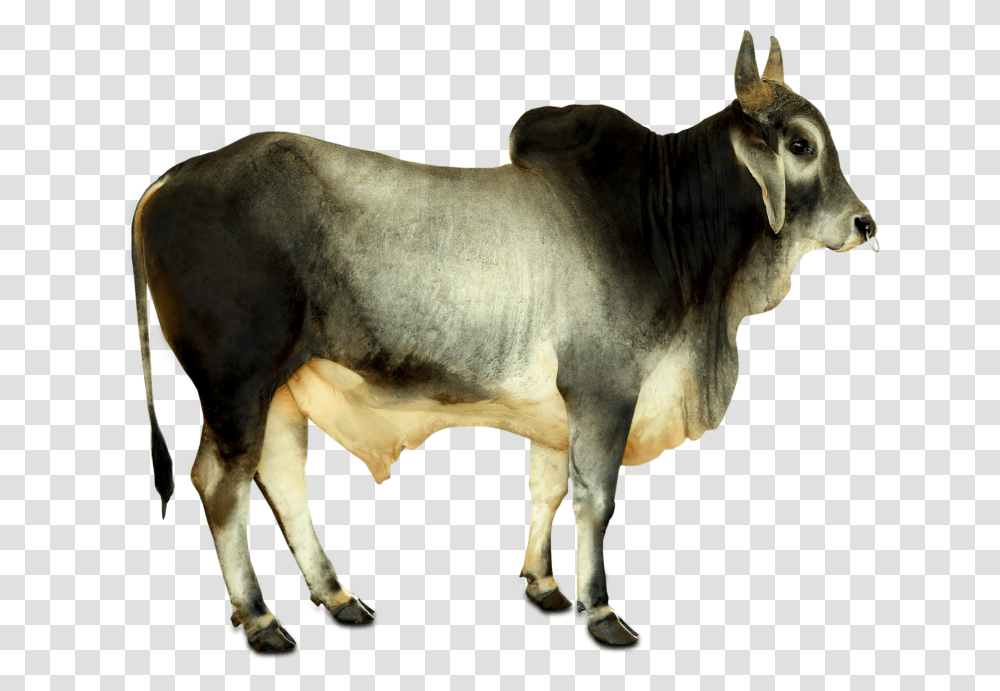 Zebu, Bull, Mammal, Animal, Cattle Transparent Png