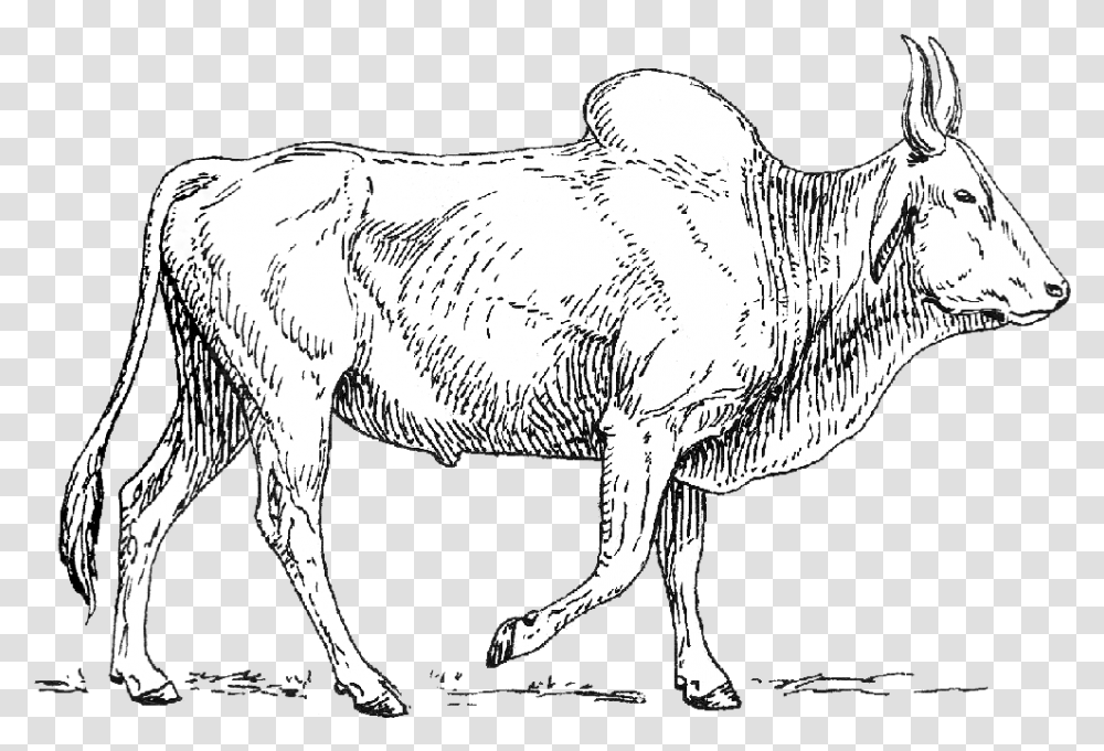 Zebu Dairy Cow, Mammal, Animal, Goat Transparent Png