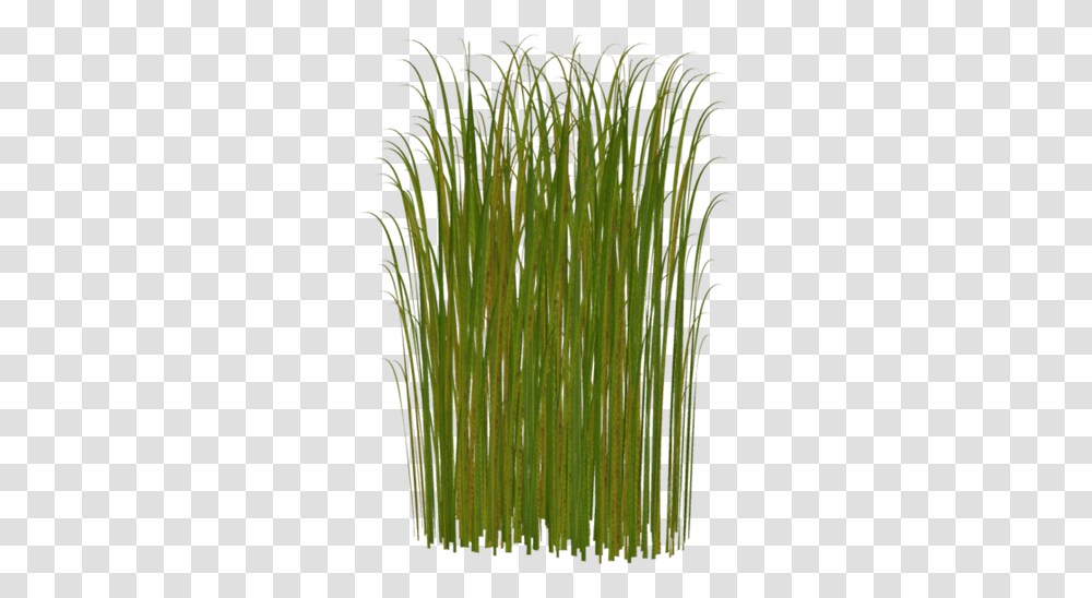 Zelenie Listya Kamisha Bolotnaya Trava Kamish Green Grass Clipart, Plant, Lawn, Reed, Agropyron Transparent Png