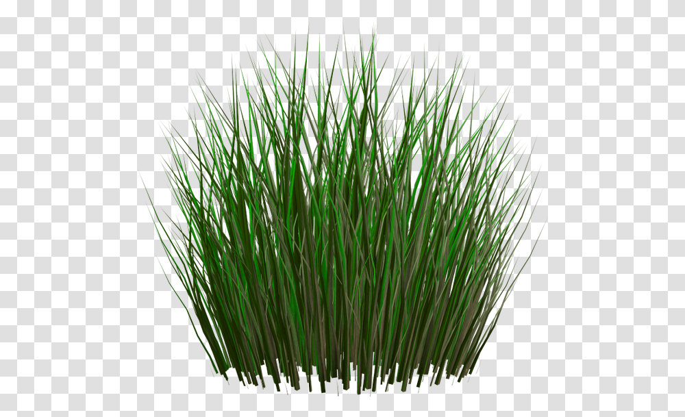 Zelenie Listya Kamisha Bolotnaya Trava Kamish Green Grass Plants File, Lawn, Agropyron, Bush, Vegetation Transparent Png