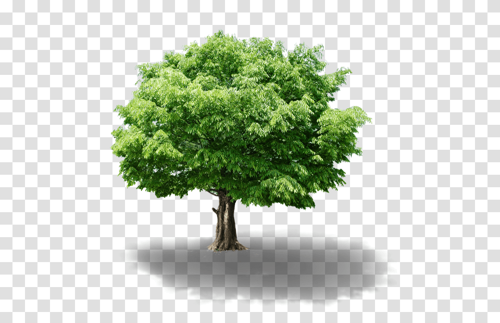 Zelenoe Derevo Zelenoe Rastenie Listvennoe Derevo Osiguranje Ivota, Tree, Plant, Potted Plant, Vase Transparent Png