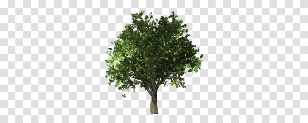 Zelkova Serrata Nature, Tree, Plant, Maple Transparent Png