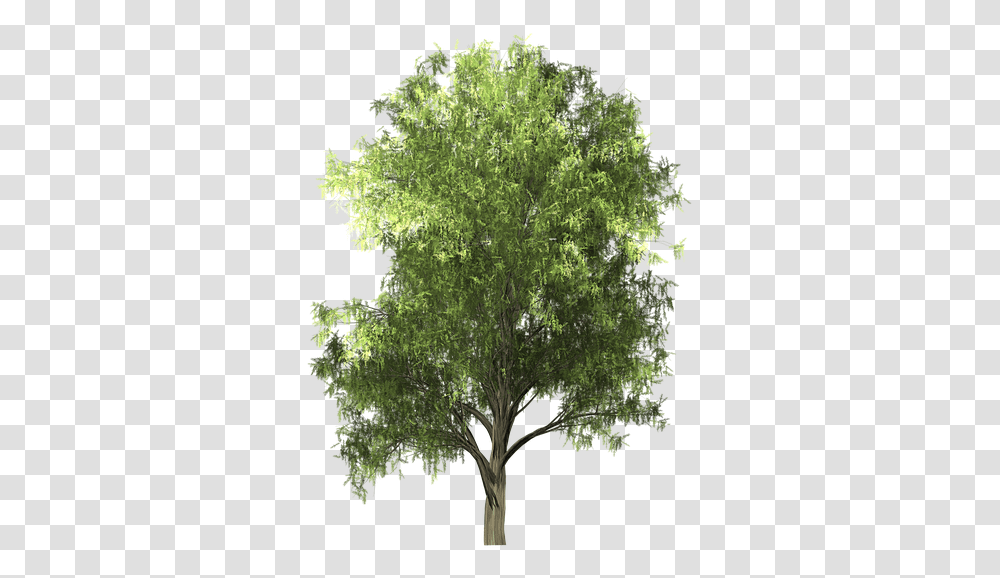 Zelkova Serrata, Plant, Tree, Vegetation, Grove Transparent Png