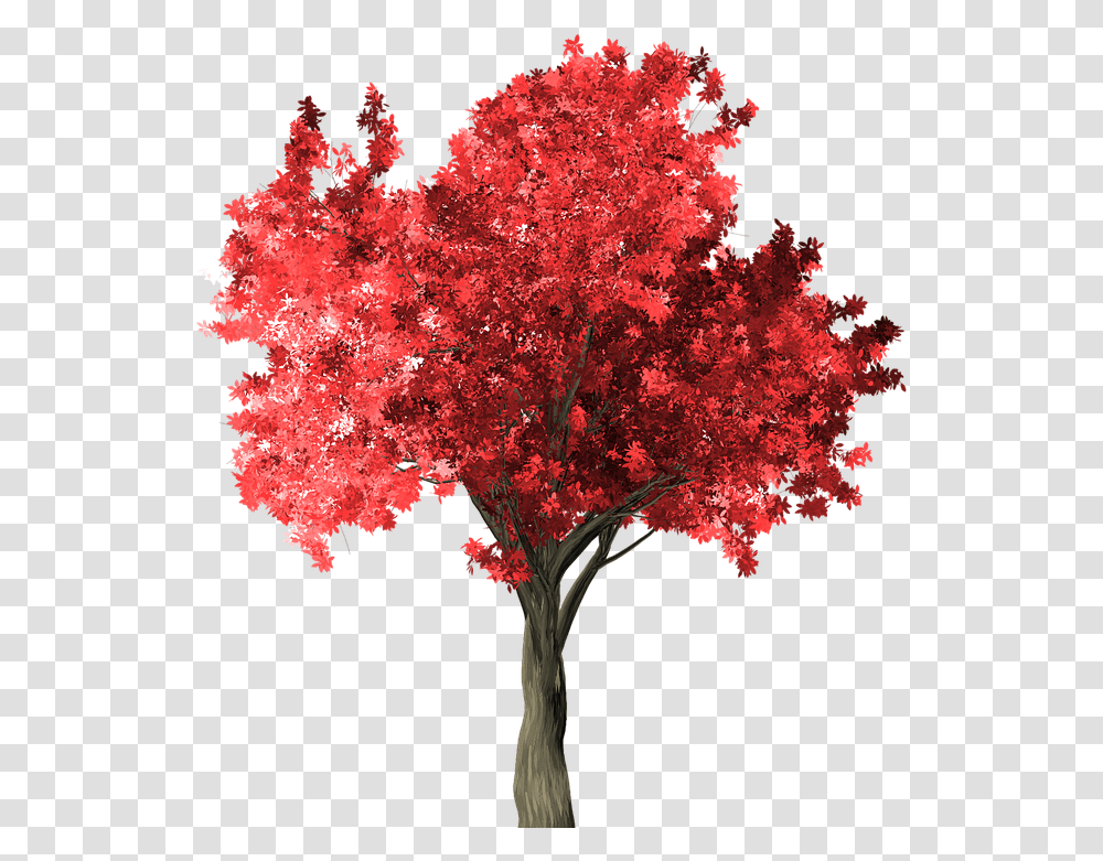 Zelkova Serrata Tree Red Japanese Maple, Plant, Flower, Blossom Transparent Png