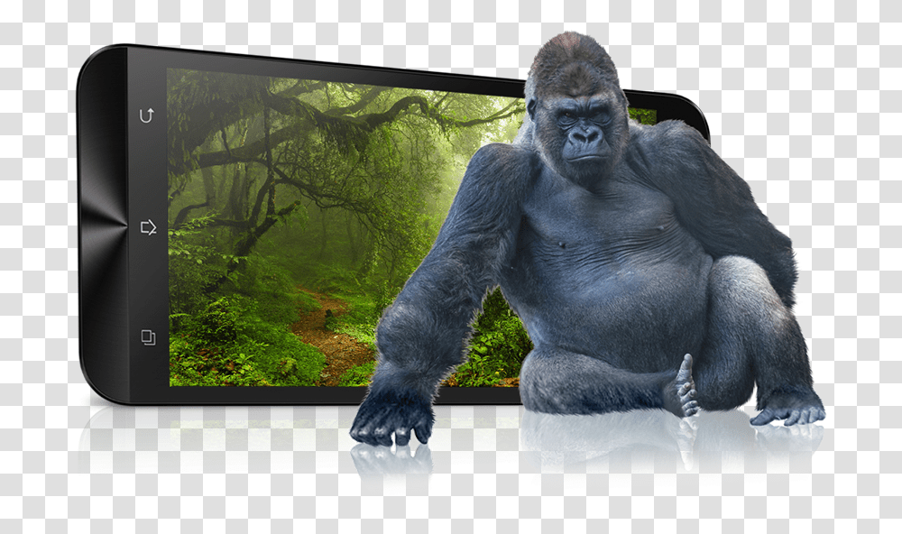 Zenfone 2 Laser Ze550kl Phone Asus Gorilla Transparents, Ape, Wildlife, Mammal, Animal Transparent Png