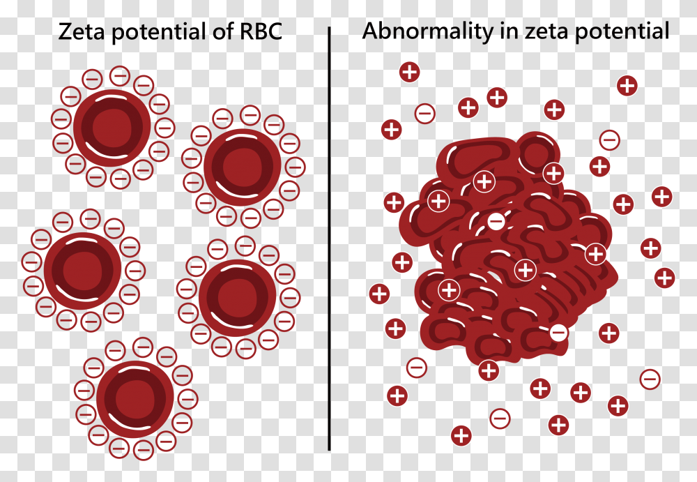Zetal Potential Of Red Blood Cell Zeta Potential Of Red Cells, Plant, Face Transparent Png