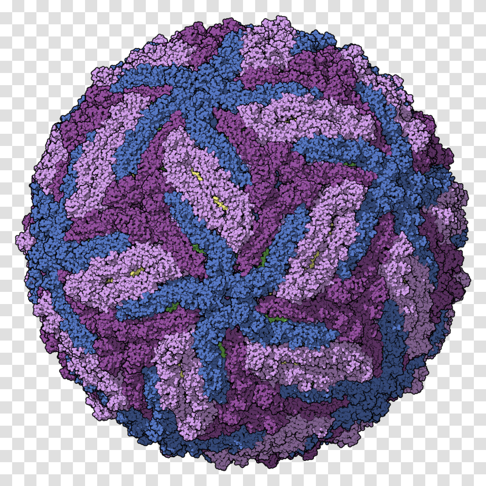 Zika Chain Colored Virus Dengue, Rug, Pattern, Ornament, Fractal Transparent Png