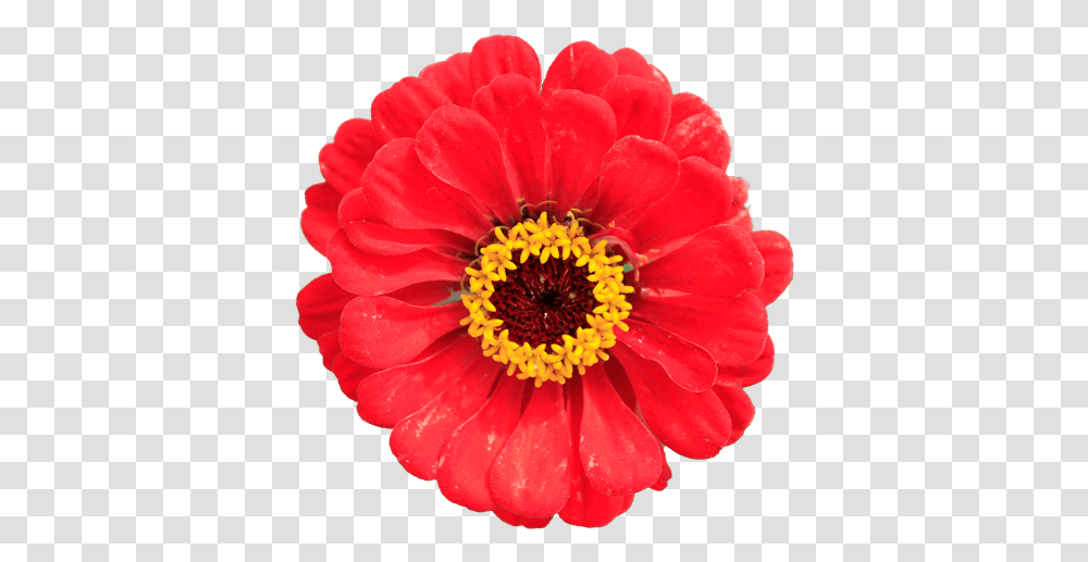 Zinna Red Flower Closeup Without Background Texture Sf Sunflower, Plant, Anther, Blossom, Pollen Transparent Png