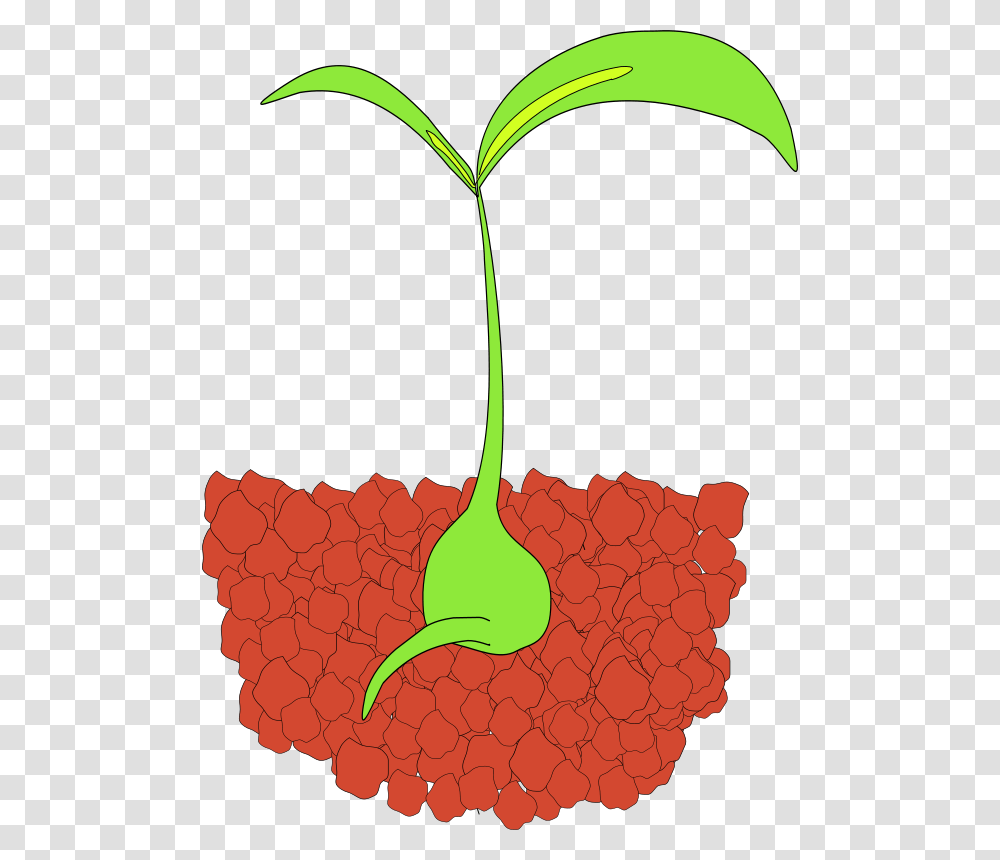 Zizee Seedling, Nature, Plant, Bird, Animal Transparent Png